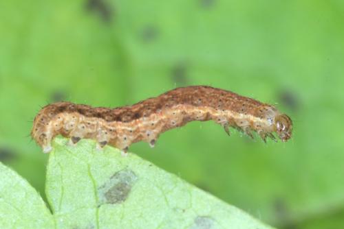 Réf. 317 913 : Plusiinae inconnu